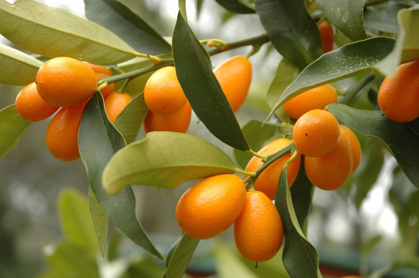 A small, bite-sized citrus offering a perfect blend of sweet skin and tangy flesh, making it a delightful snack